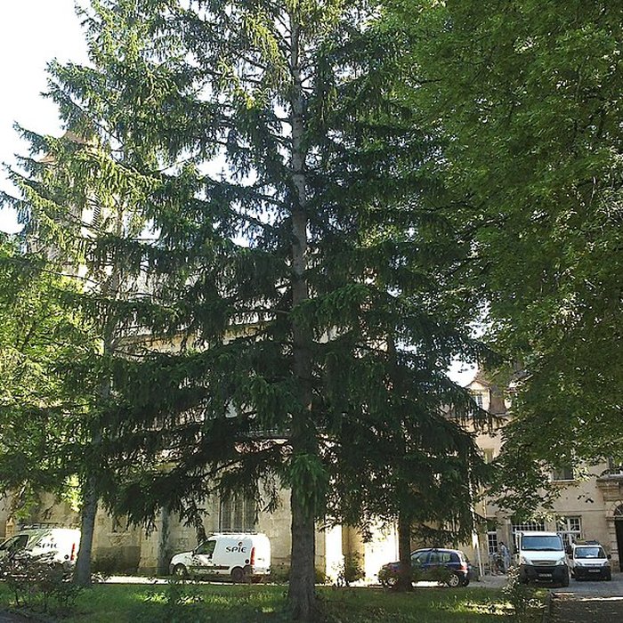 Photo de Chartreuse Saint-Sauveur