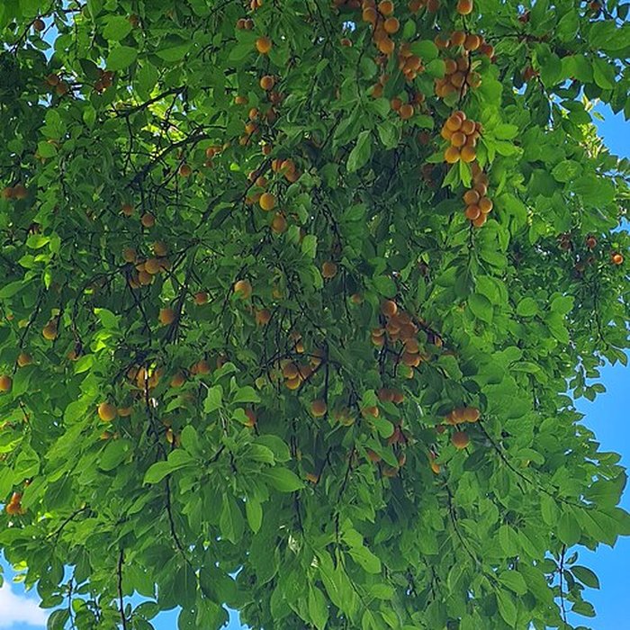 Photo de Château dAcquigny