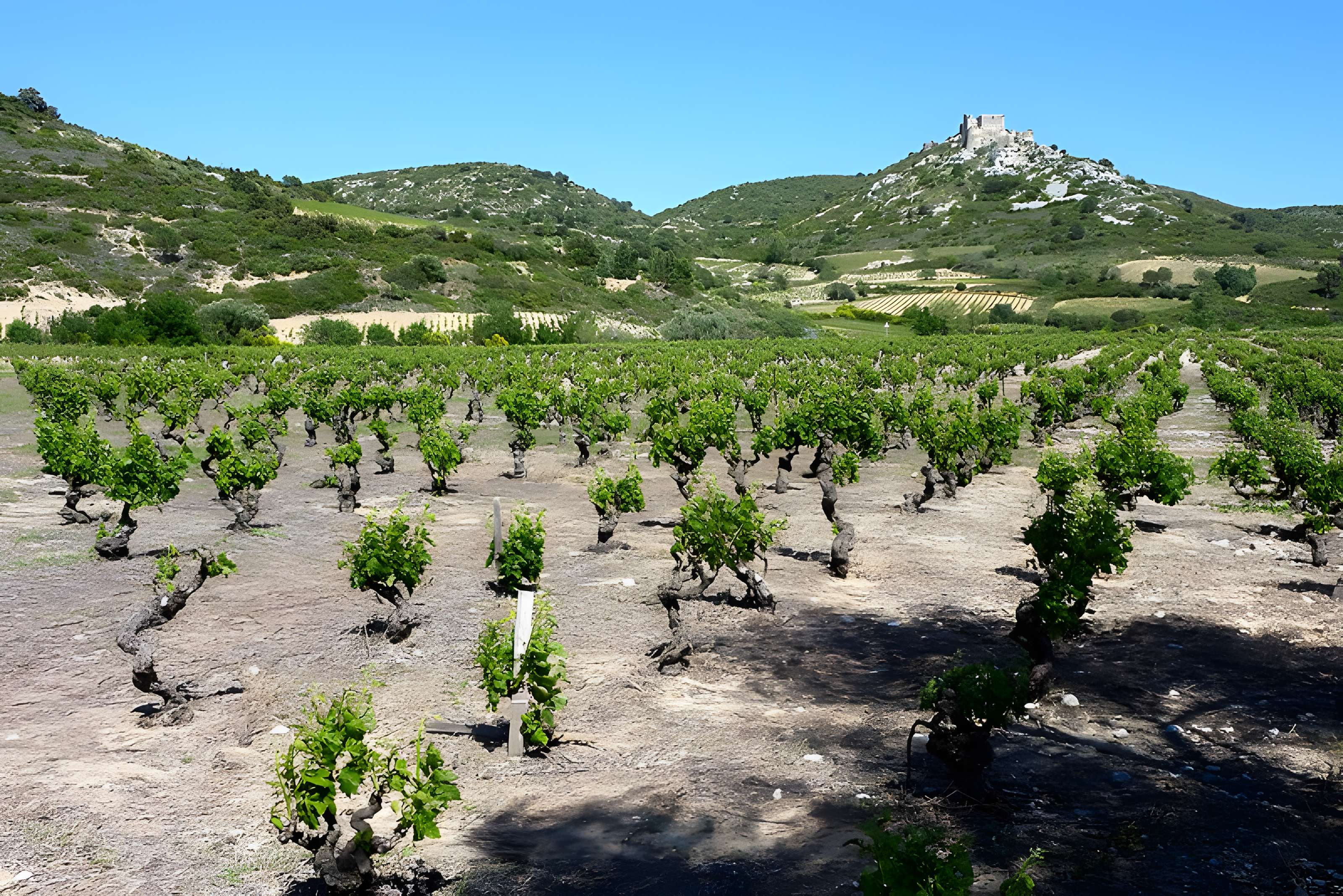 Ensemble des vestiges du château d'Aguilar