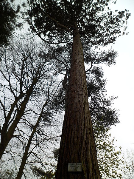 Jardin des plantes de Coutances