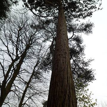 Jardin des plantes de Coutances