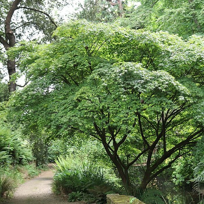 Photo de Jardin du Kestellic de Plouguiel
