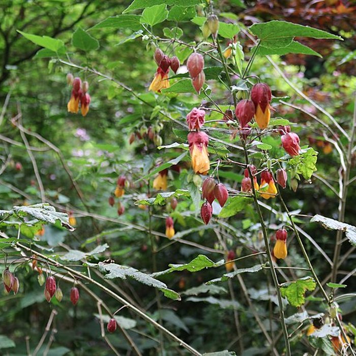 Photo de Jardin du Kestellic de Plouguiel