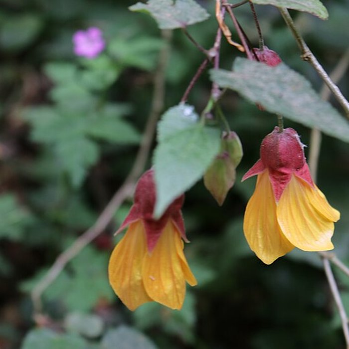 Photo de Jardin du Kestellic de Plouguiel