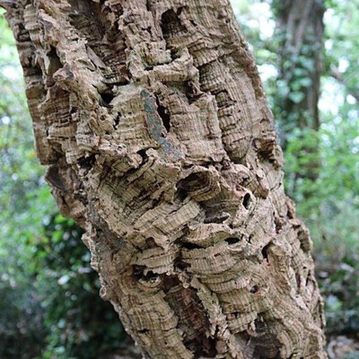 Photo de Jardin du Kestellic de Plouguiel