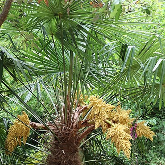 Photo de Jardin du Kestellic de Plouguiel