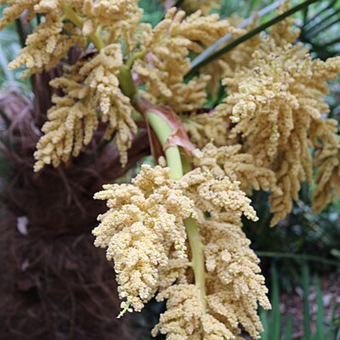 Photo de Jardin du Kestellic de Plouguiel