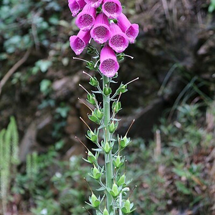 Photo de Jardin du Kestellic de Plouguiel