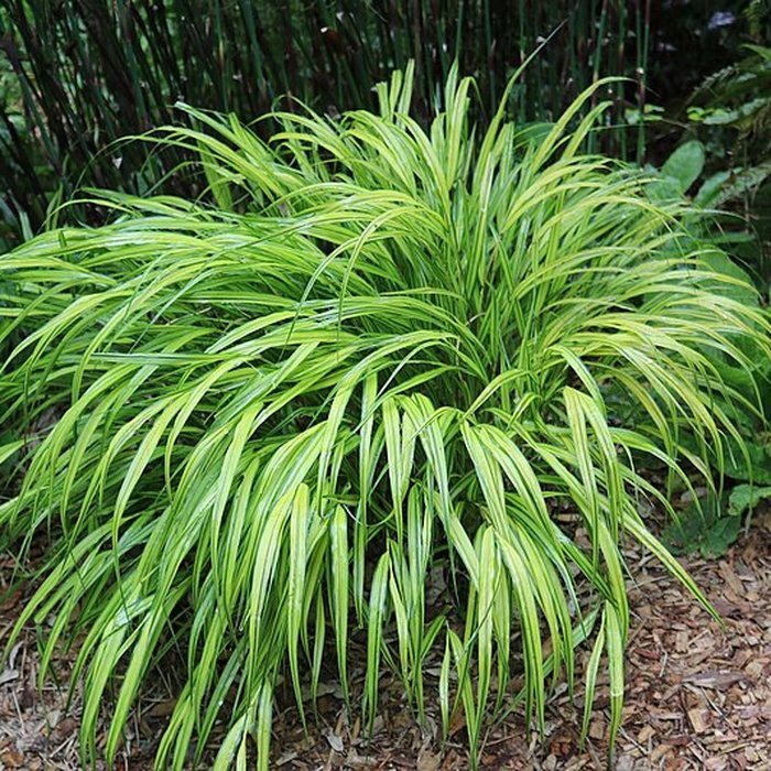 Photo de Jardin du Kestellic de Plouguiel