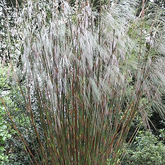 Photo de Jardin du Kestellic de Plouguiel
