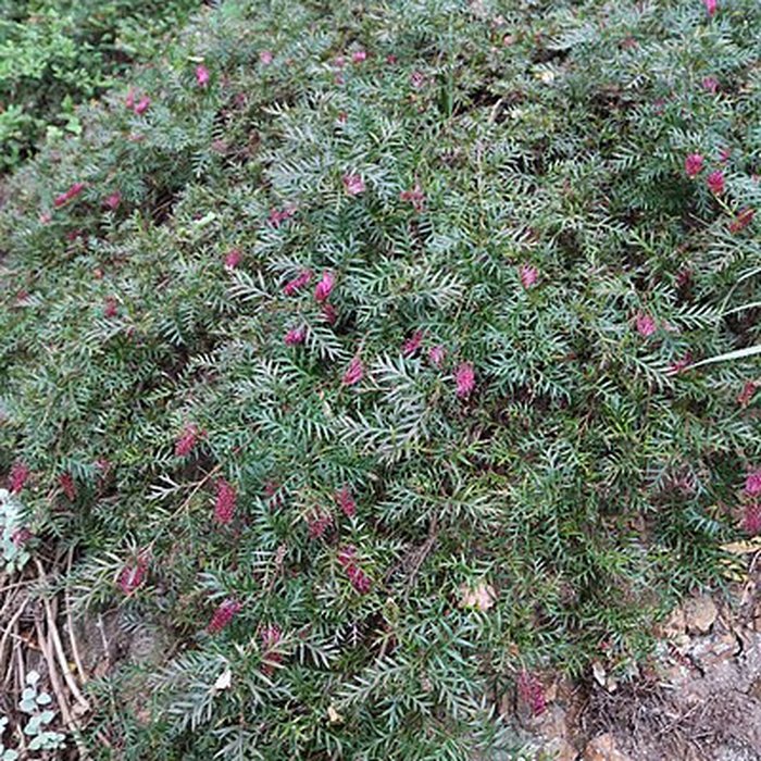 Photo de Jardin du Kestellic de Plouguiel