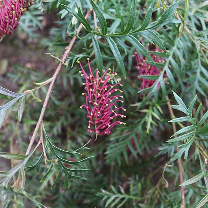 Photo de Jardin du Kestellic de Plouguiel