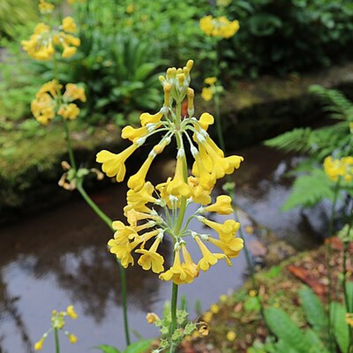 Photo de Jardin du Kestellic de Plouguiel