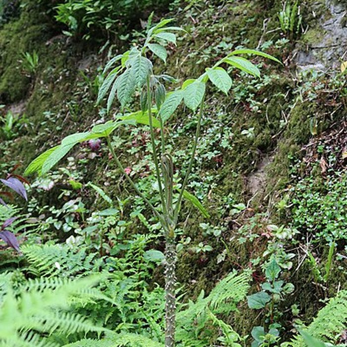 Photo de Jardin du Kestellic de Plouguiel