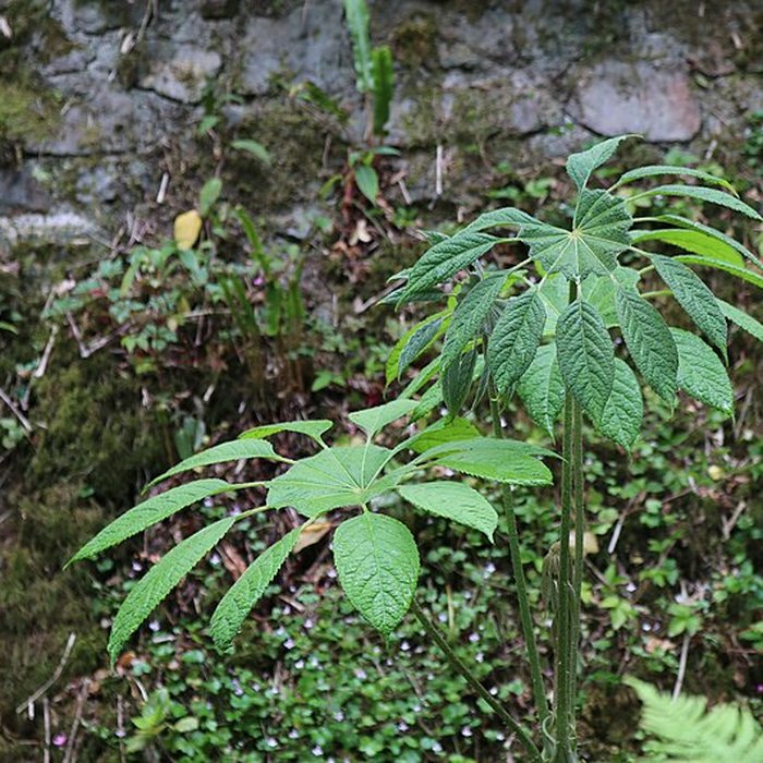 Photo de Jardin du Kestellic de Plouguiel