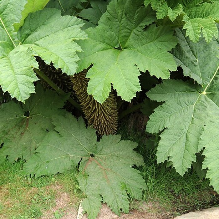 Photo de Jardin du Kestellic de Plouguiel