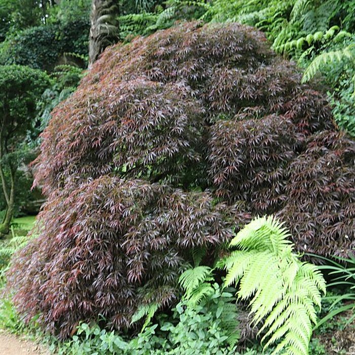 Photo de Jardin du Kestellic de Plouguiel