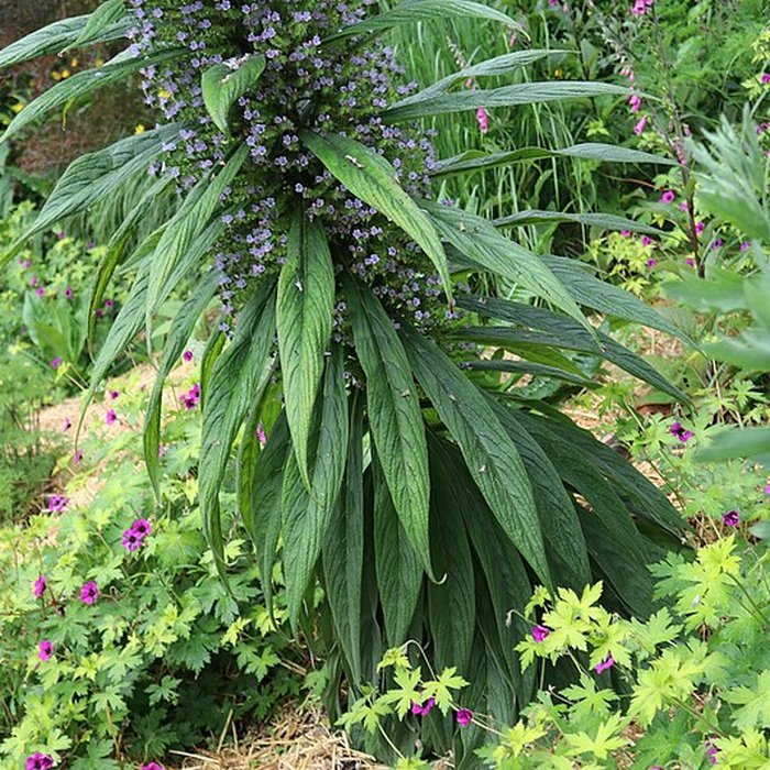 Photo de Jardin du Kestellic de Plouguiel