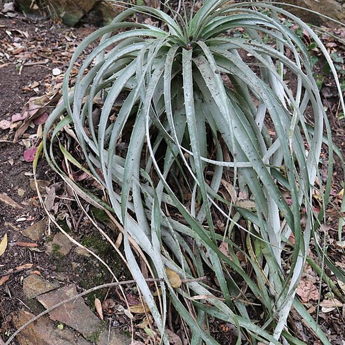 Photo de Jardin du Kestellic de Plouguiel
