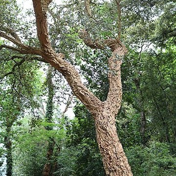 Jardin du Kestellic de Plouguiel