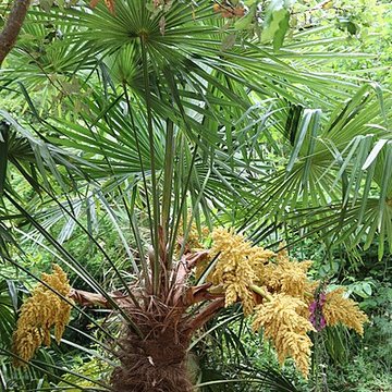 Jardin du Kestellic de Plouguiel