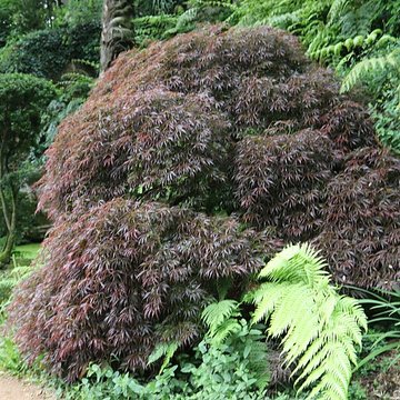 Jardin du Kestellic de Plouguiel
