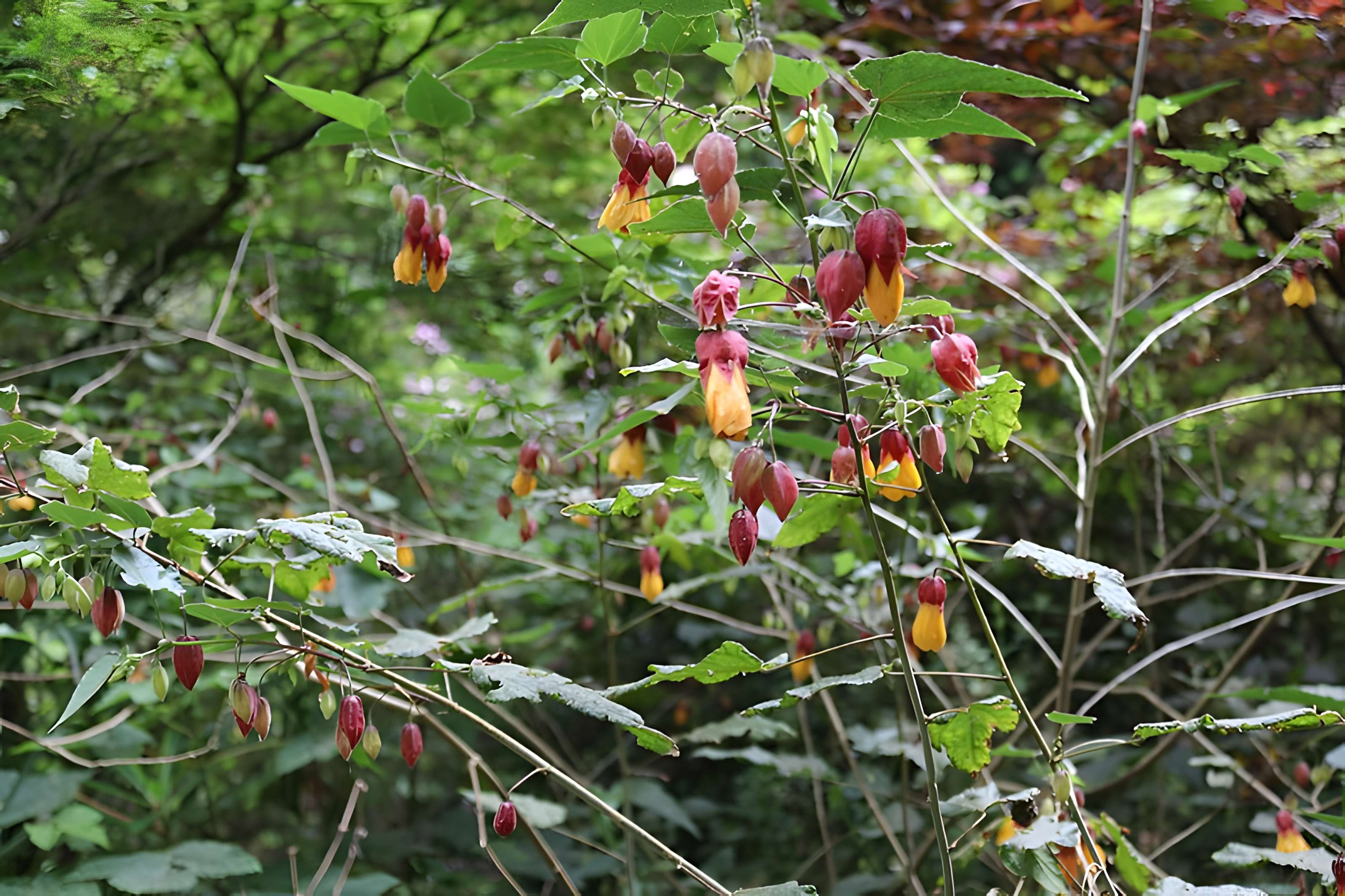 Jardin du Kestellic de Plouguiel