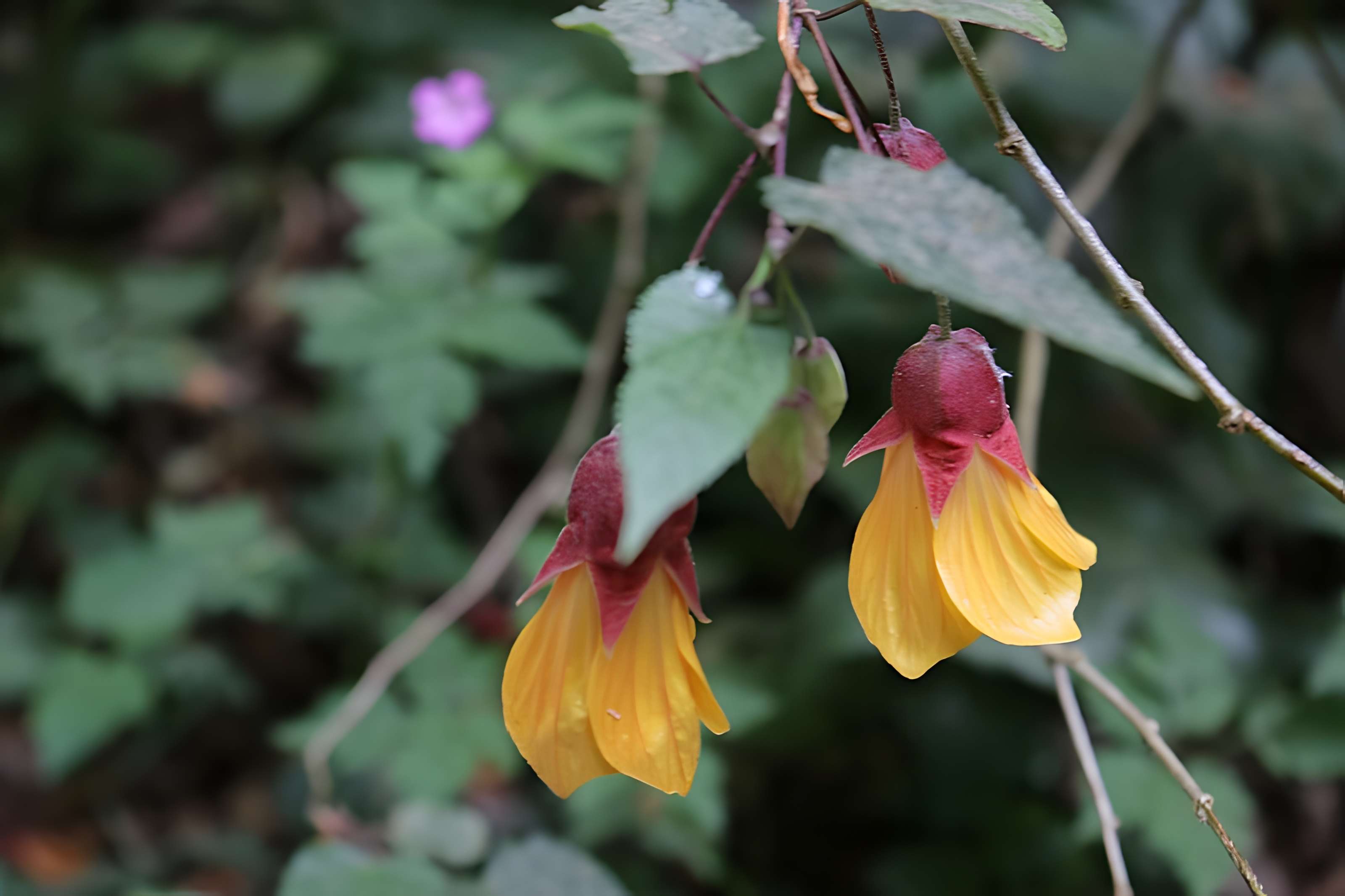 Jardin du Kestellic de Plouguiel