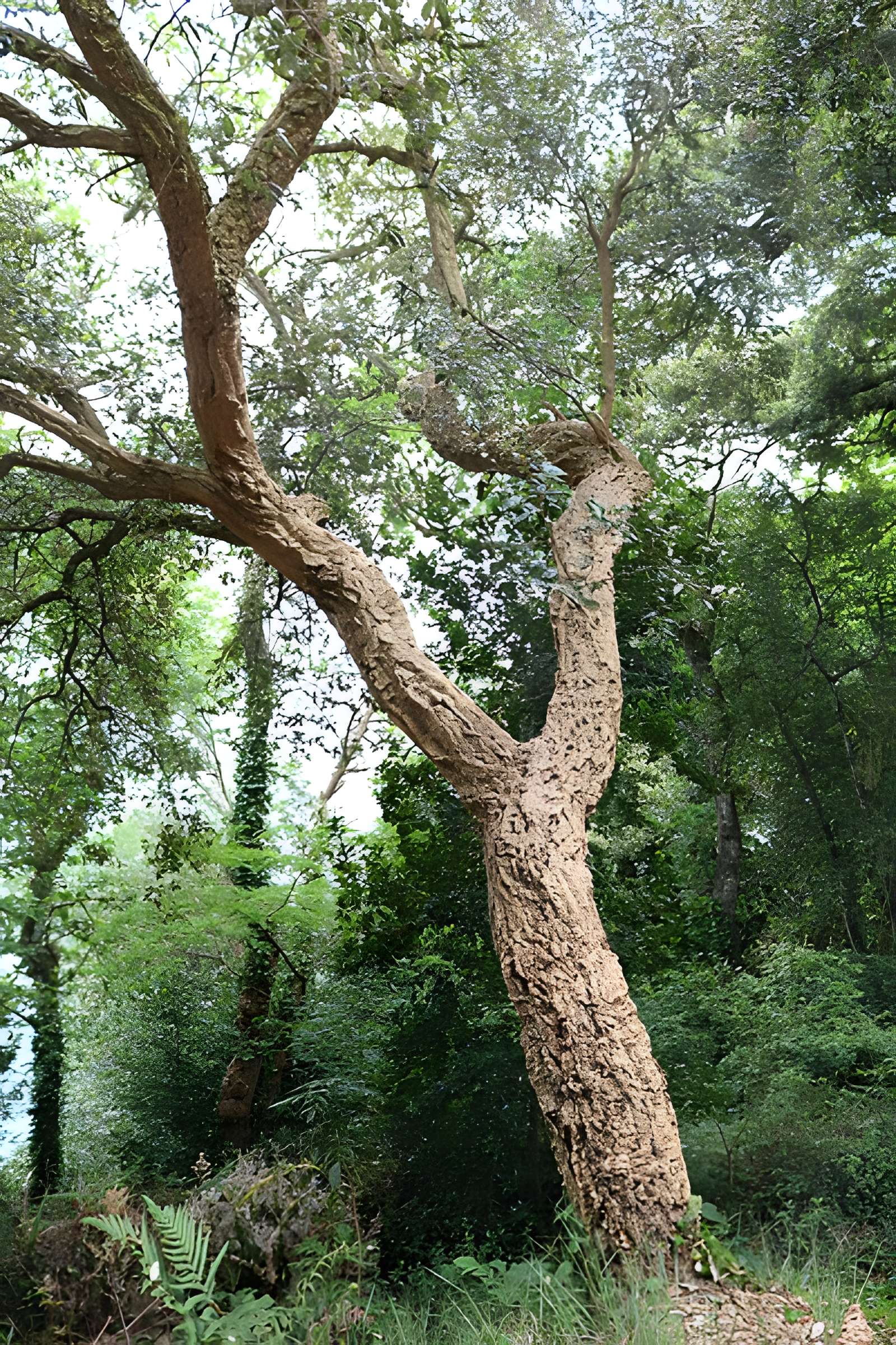 Jardin du Kestellic de Plouguiel