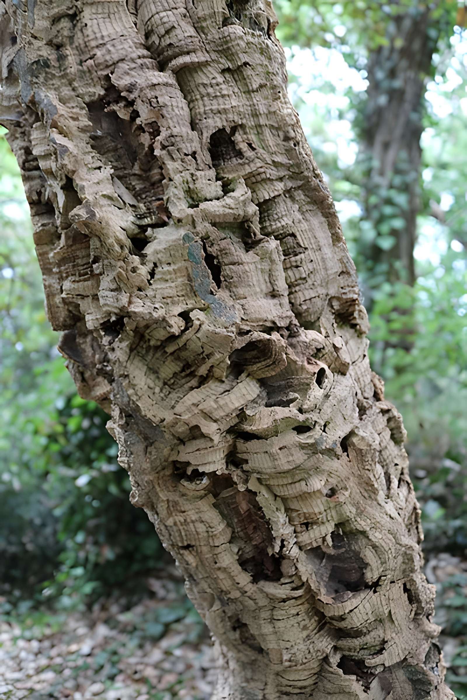 Jardin du Kestellic de Plouguiel