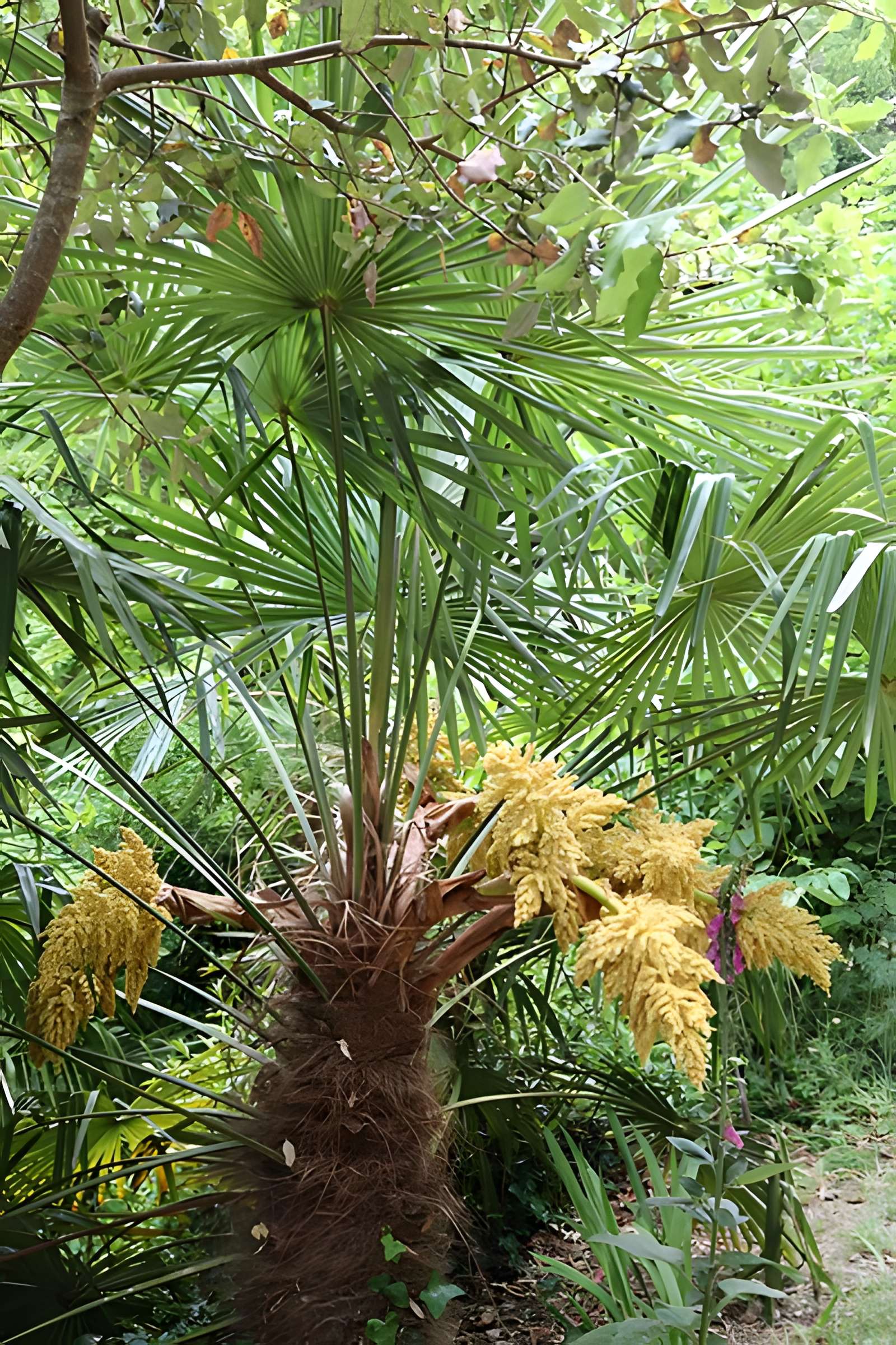 Jardin du Kestellic de Plouguiel