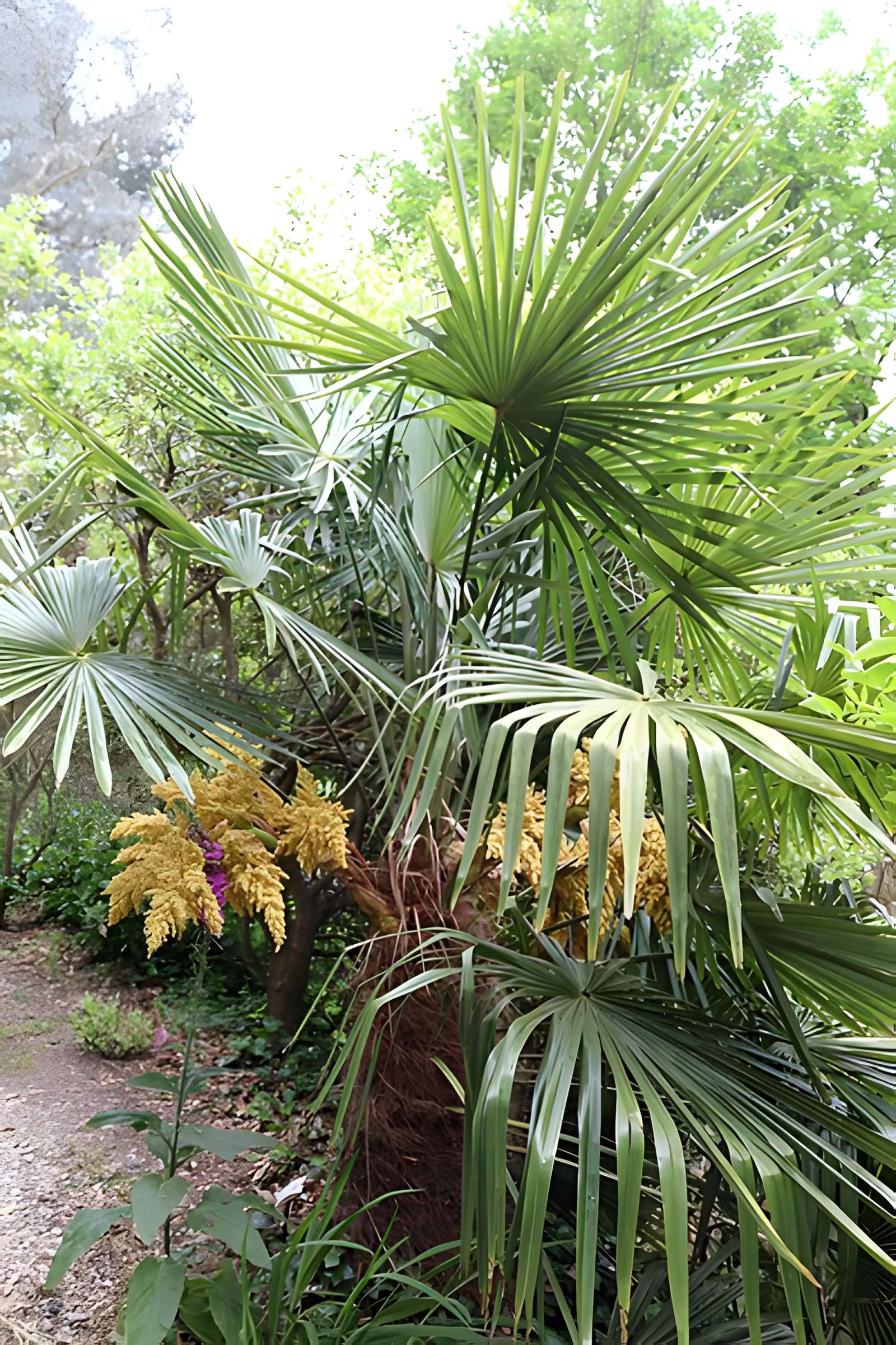 Jardin du Kestellic de Plouguiel