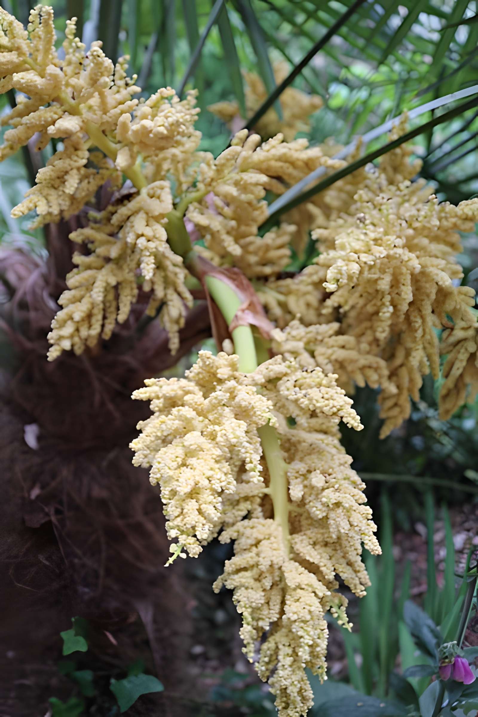 Jardin du Kestellic de Plouguiel