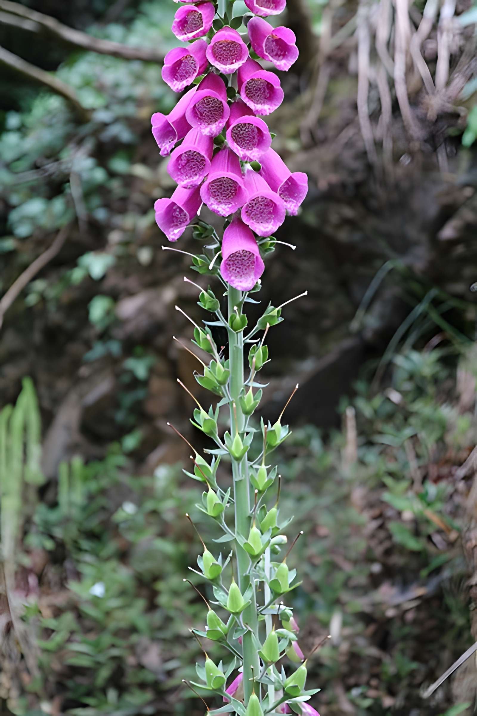 Jardin du Kestellic de Plouguiel