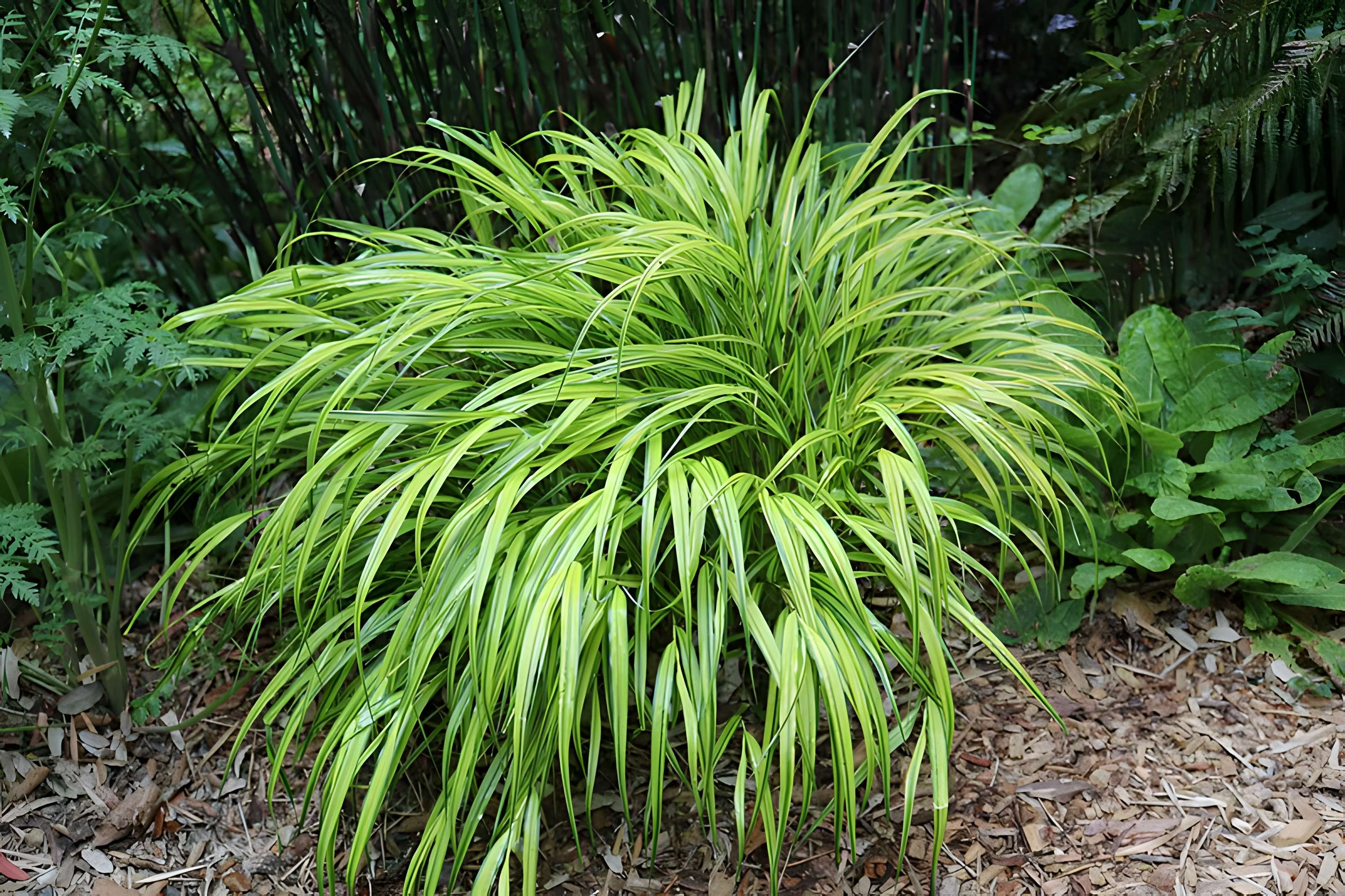 Jardin du Kestellic de Plouguiel
