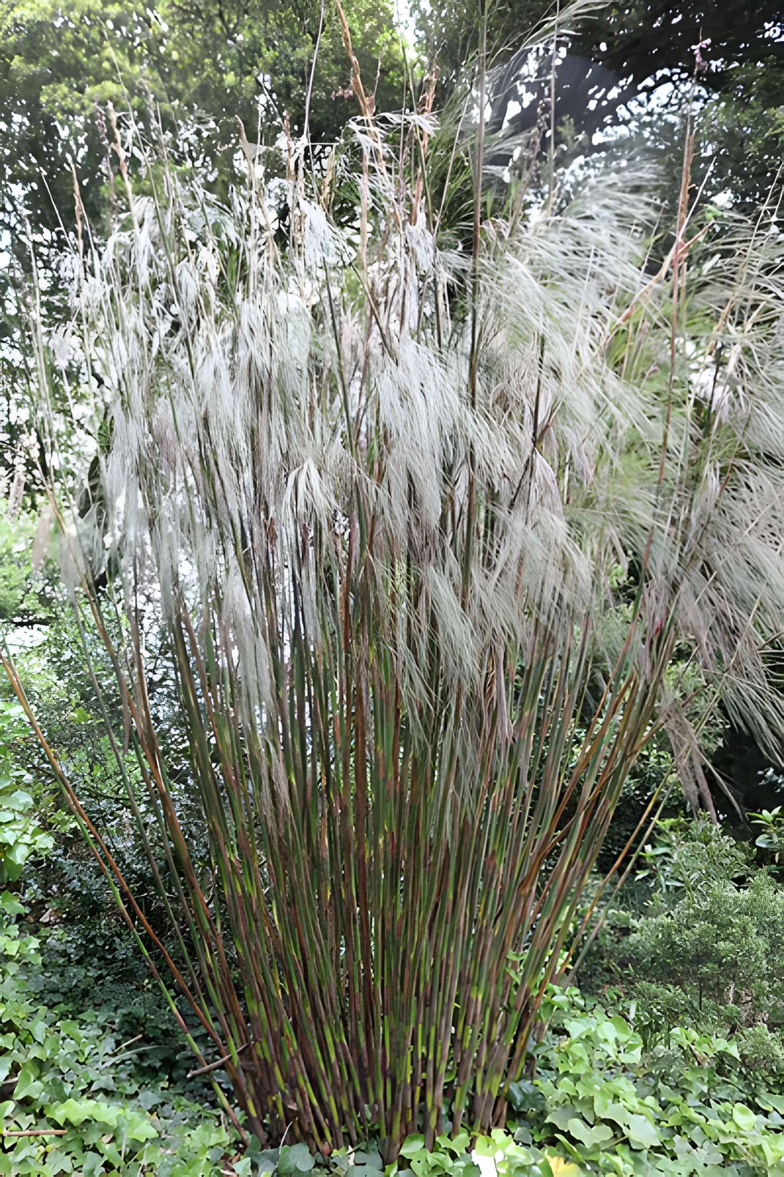 Jardin du Kestellic de Plouguiel
