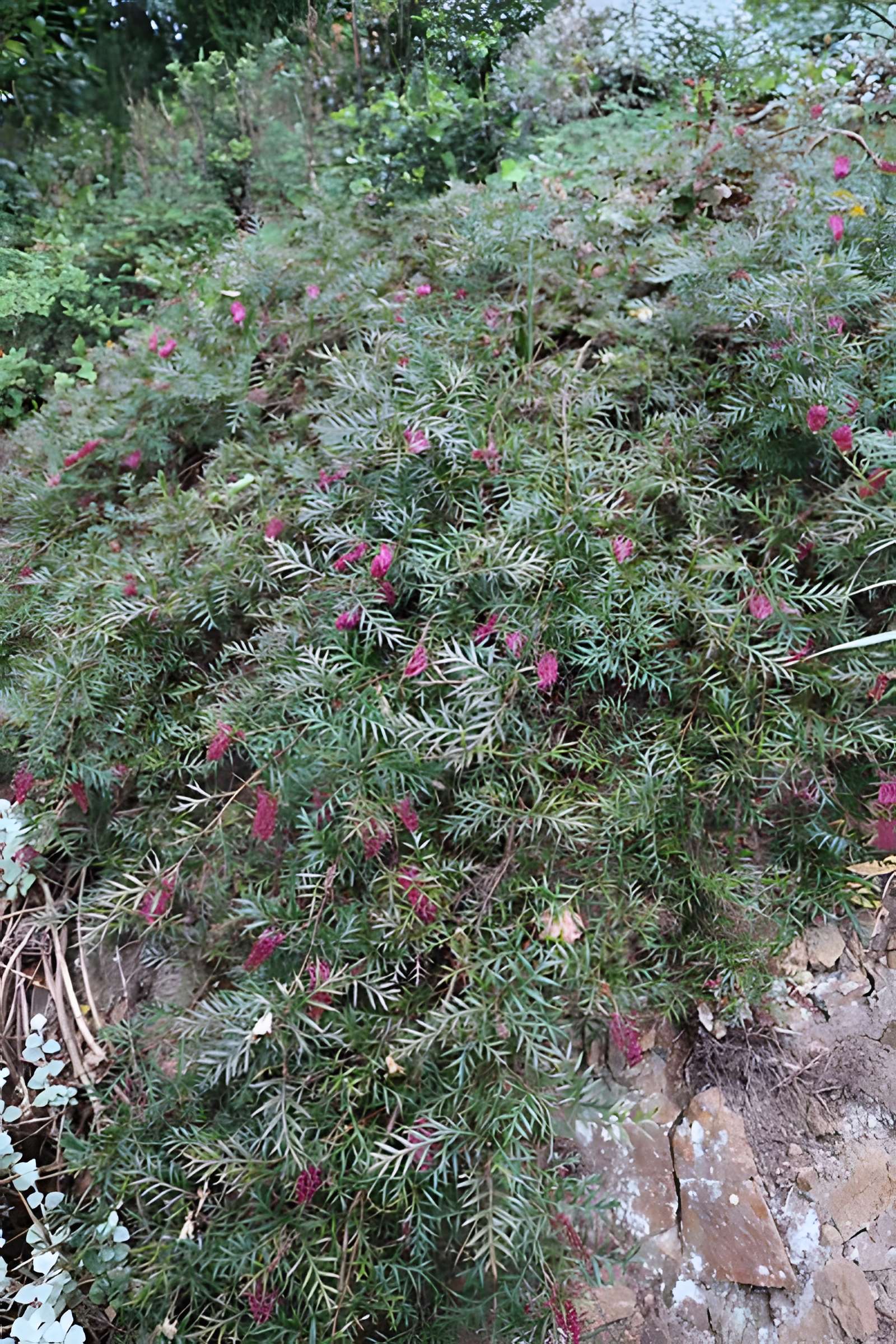 Jardin du Kestellic de Plouguiel