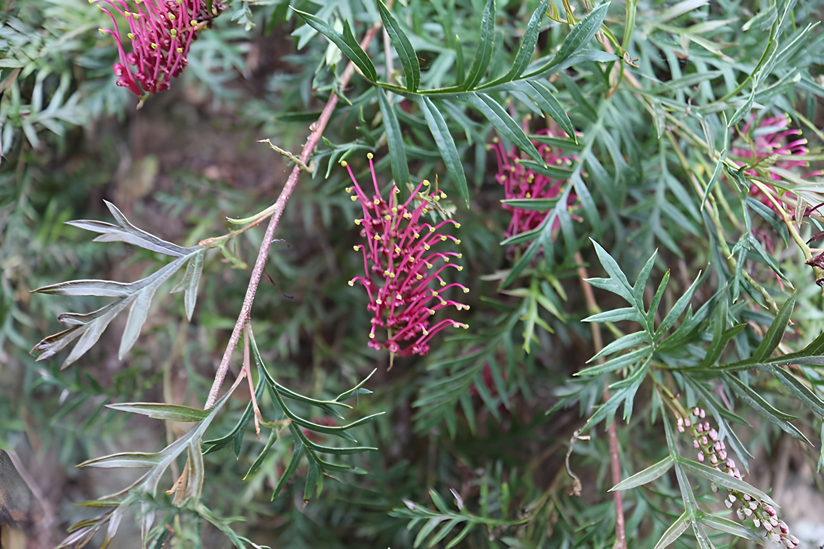 Jardin du Kestellic de Plouguiel