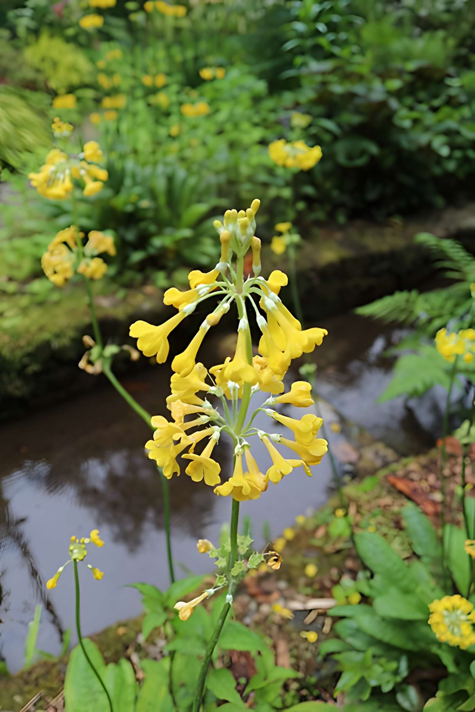 Jardin du Kestellic de Plouguiel