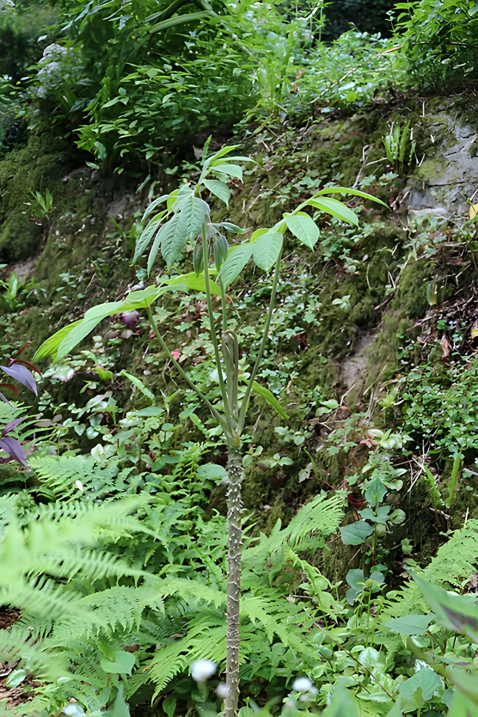 Jardin du Kestellic de Plouguiel