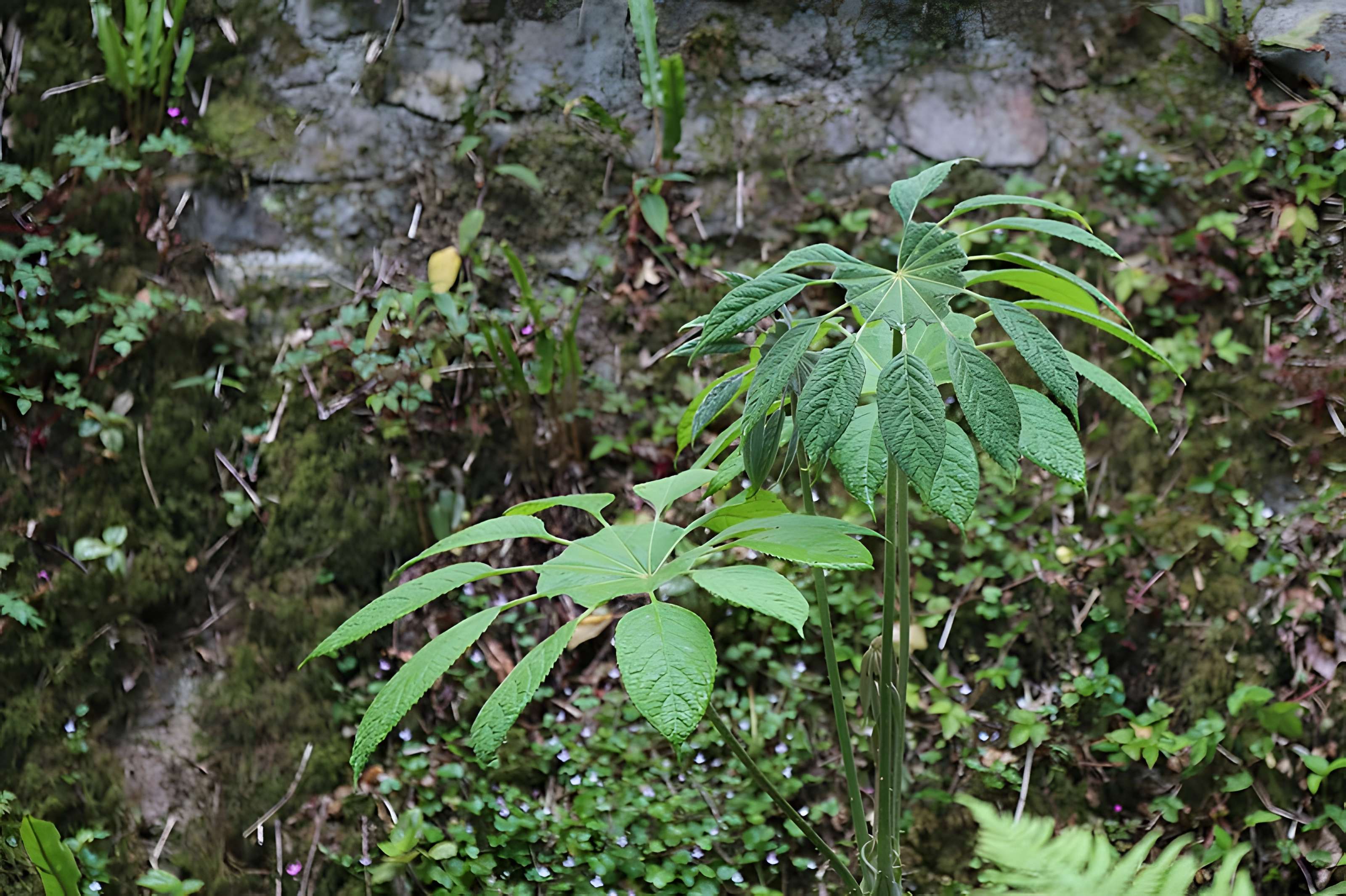 Jardin du Kestellic de Plouguiel