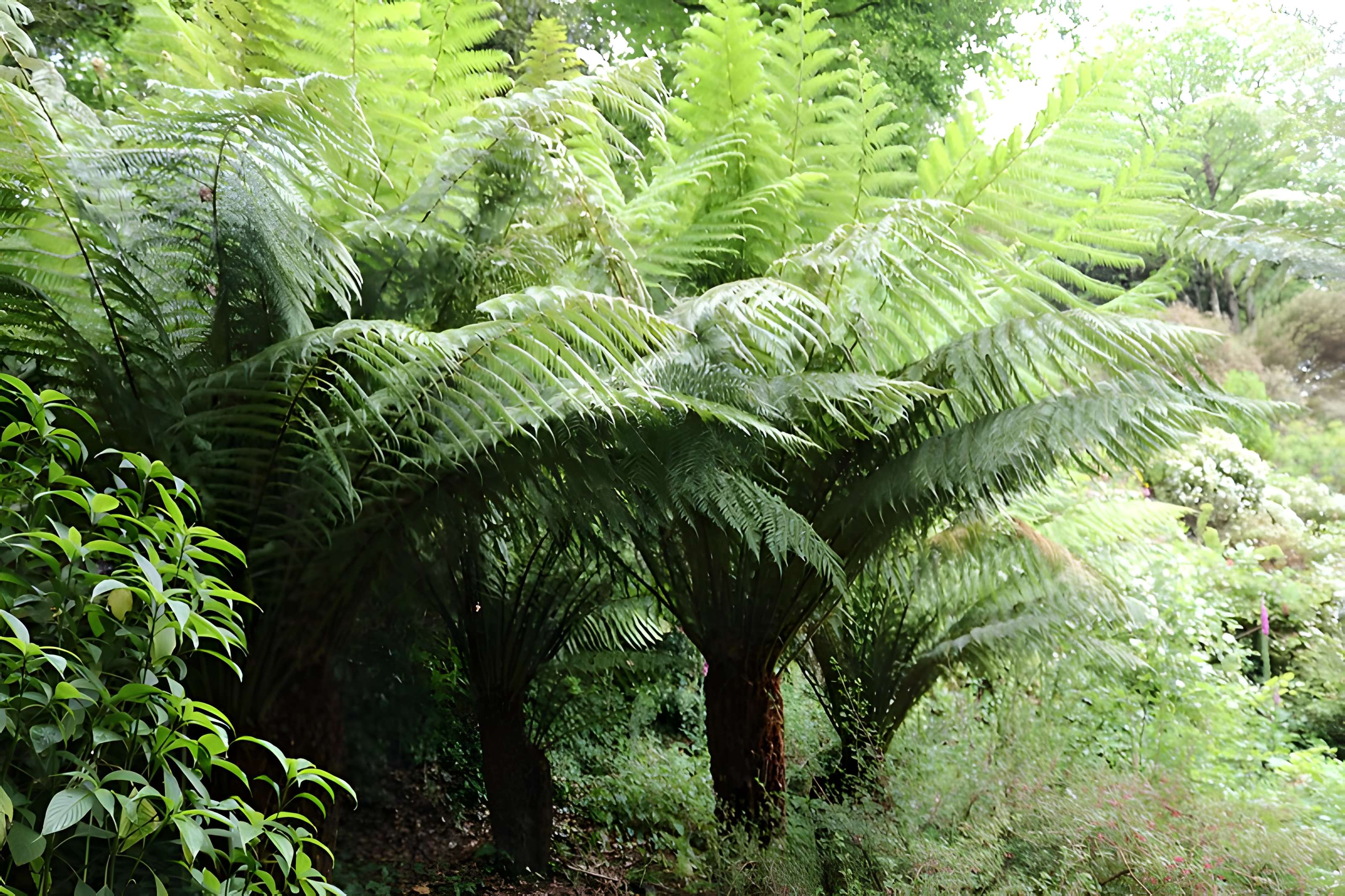 Jardin du Kestellic de Plouguiel