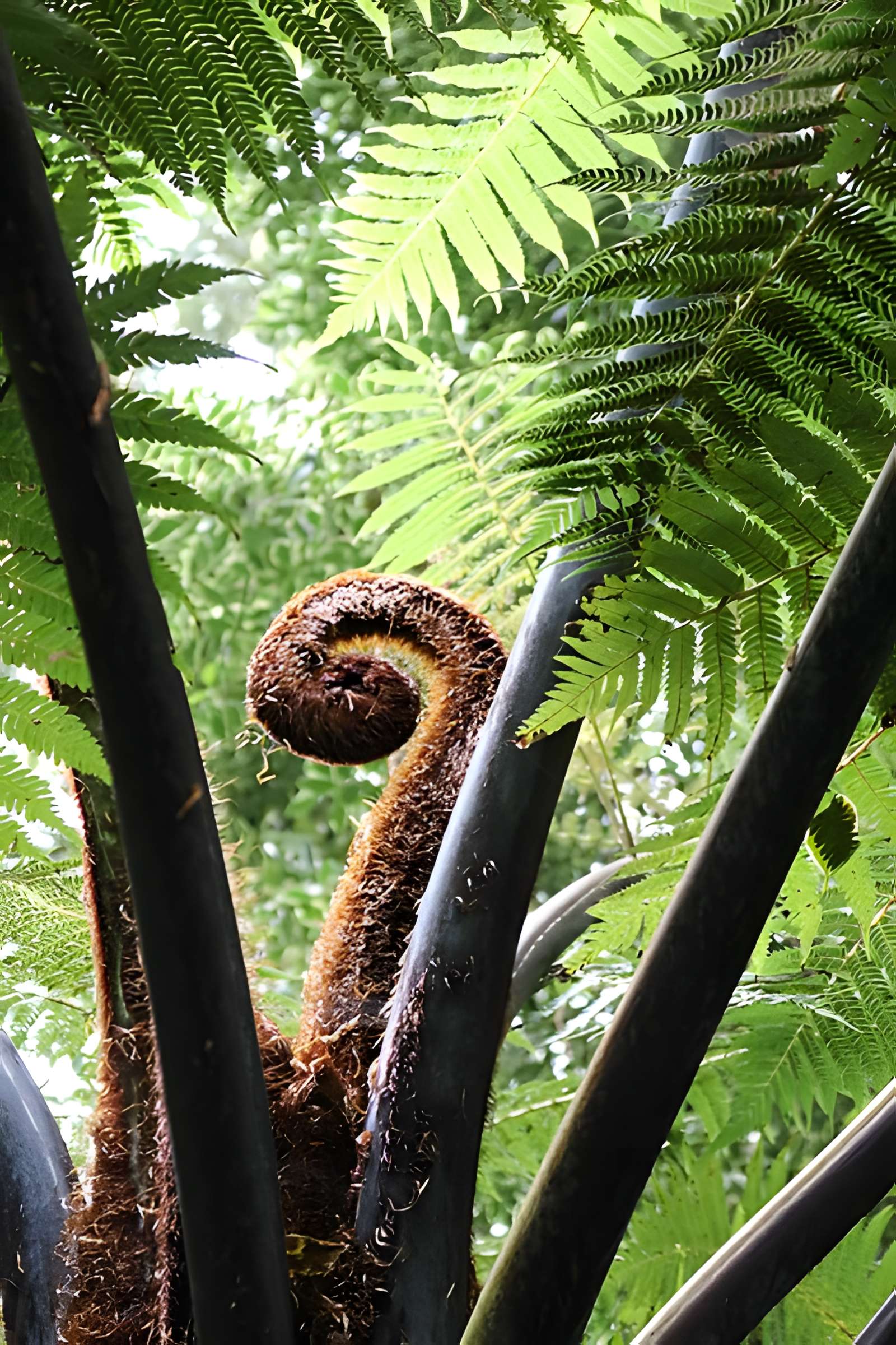 Jardin du Kestellic de Plouguiel