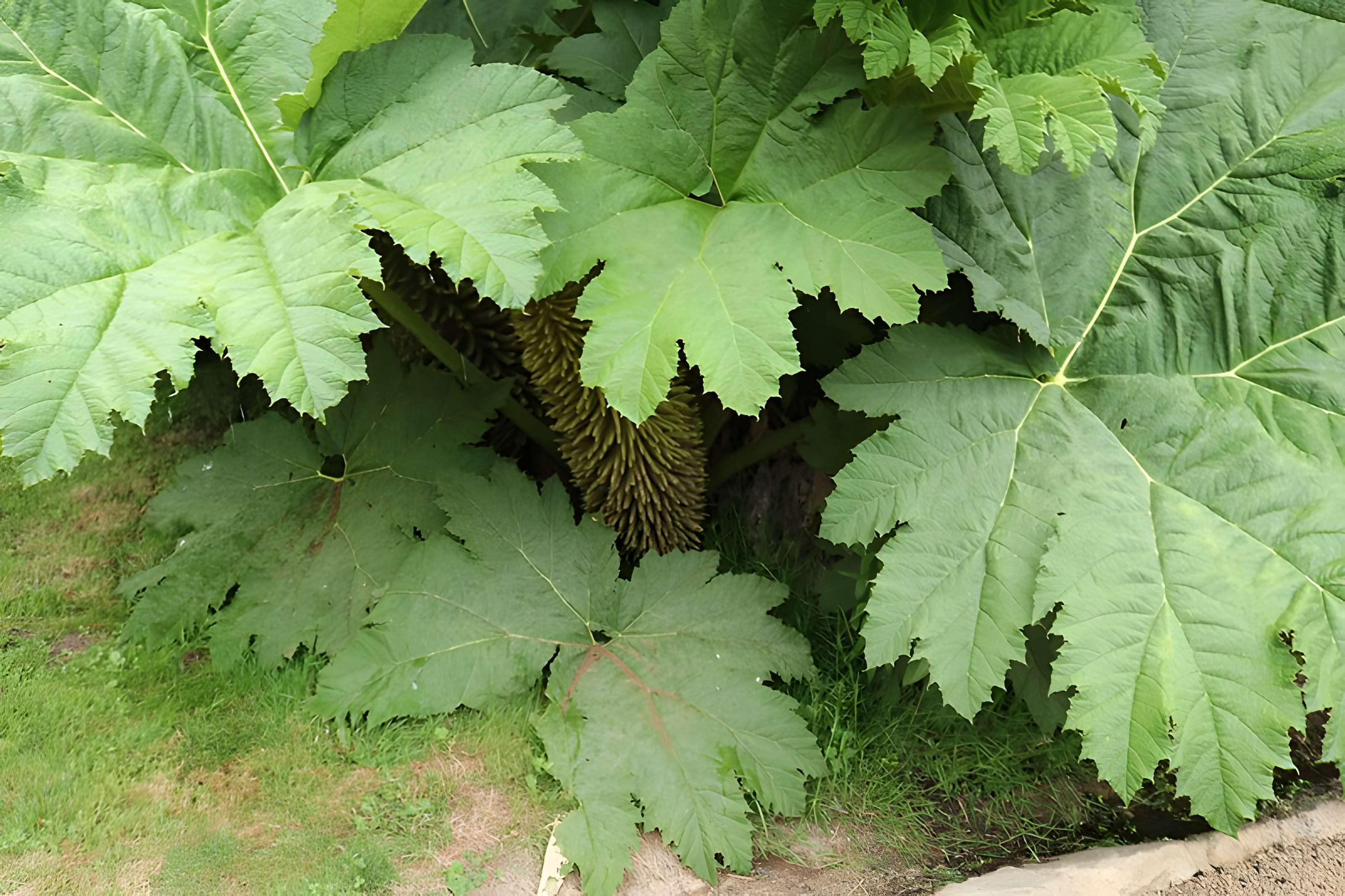 Jardin du Kestellic de Plouguiel