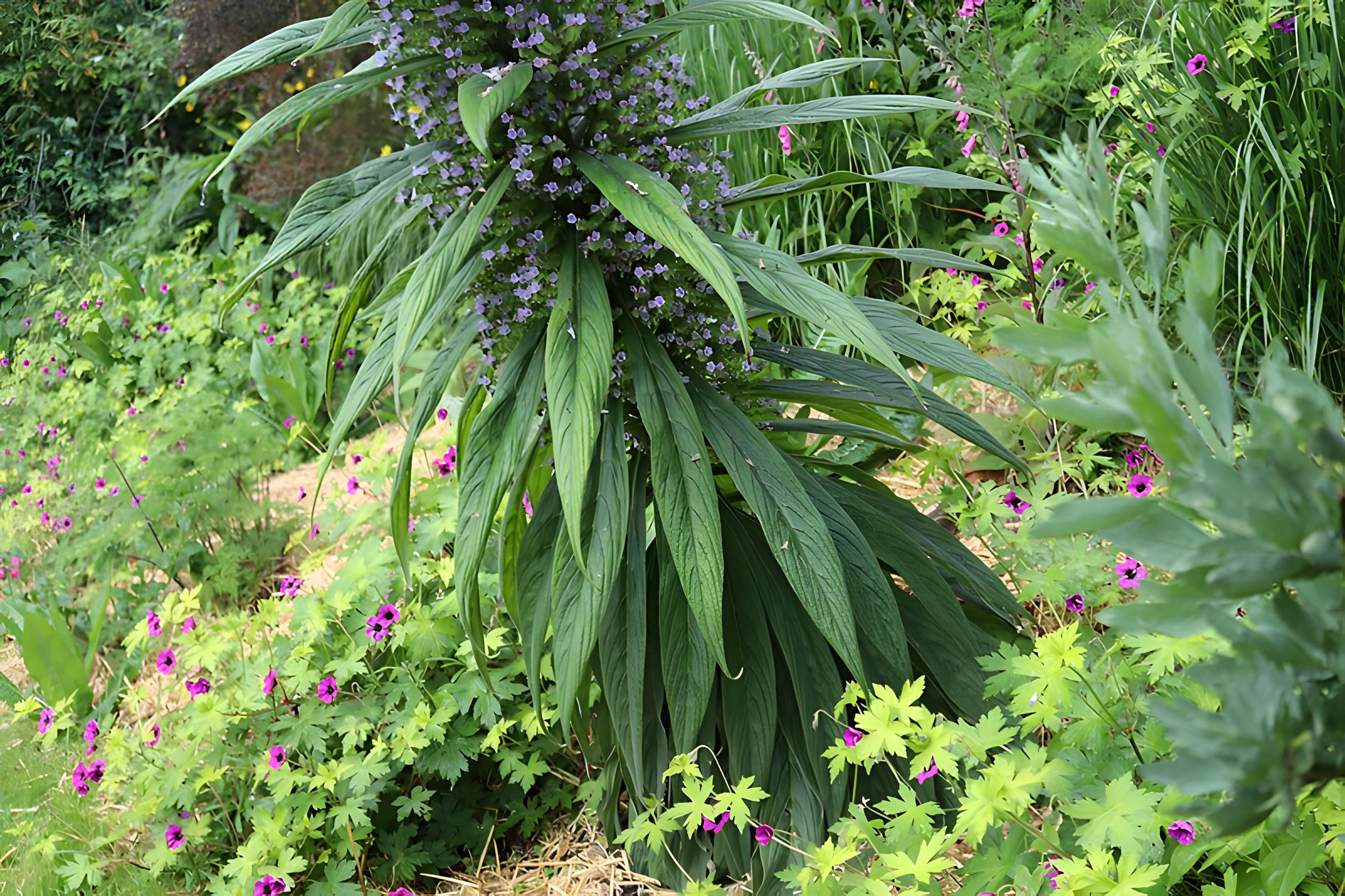 Jardin du Kestellic de Plouguiel