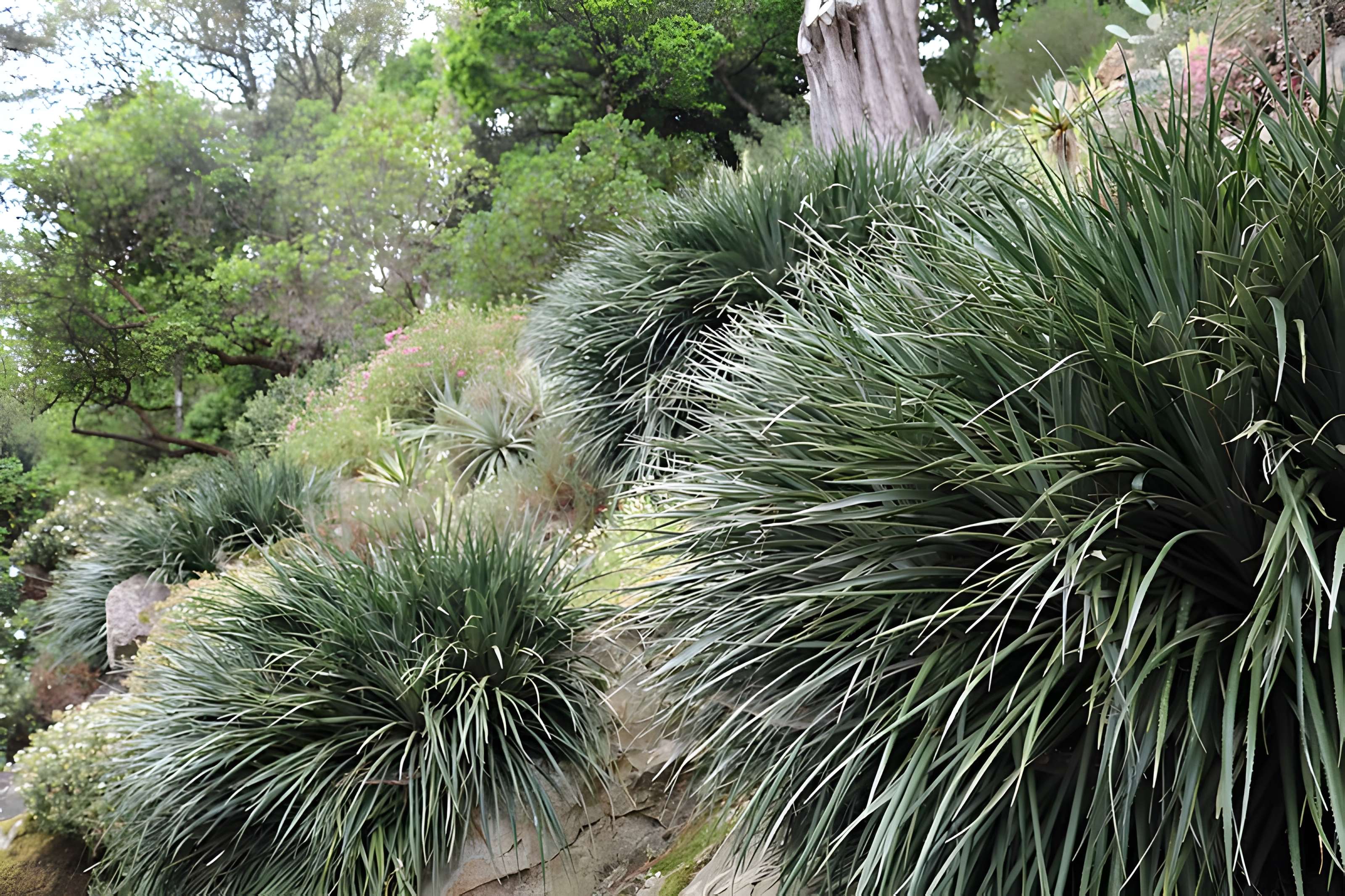 Jardin du Kestellic de Plouguiel