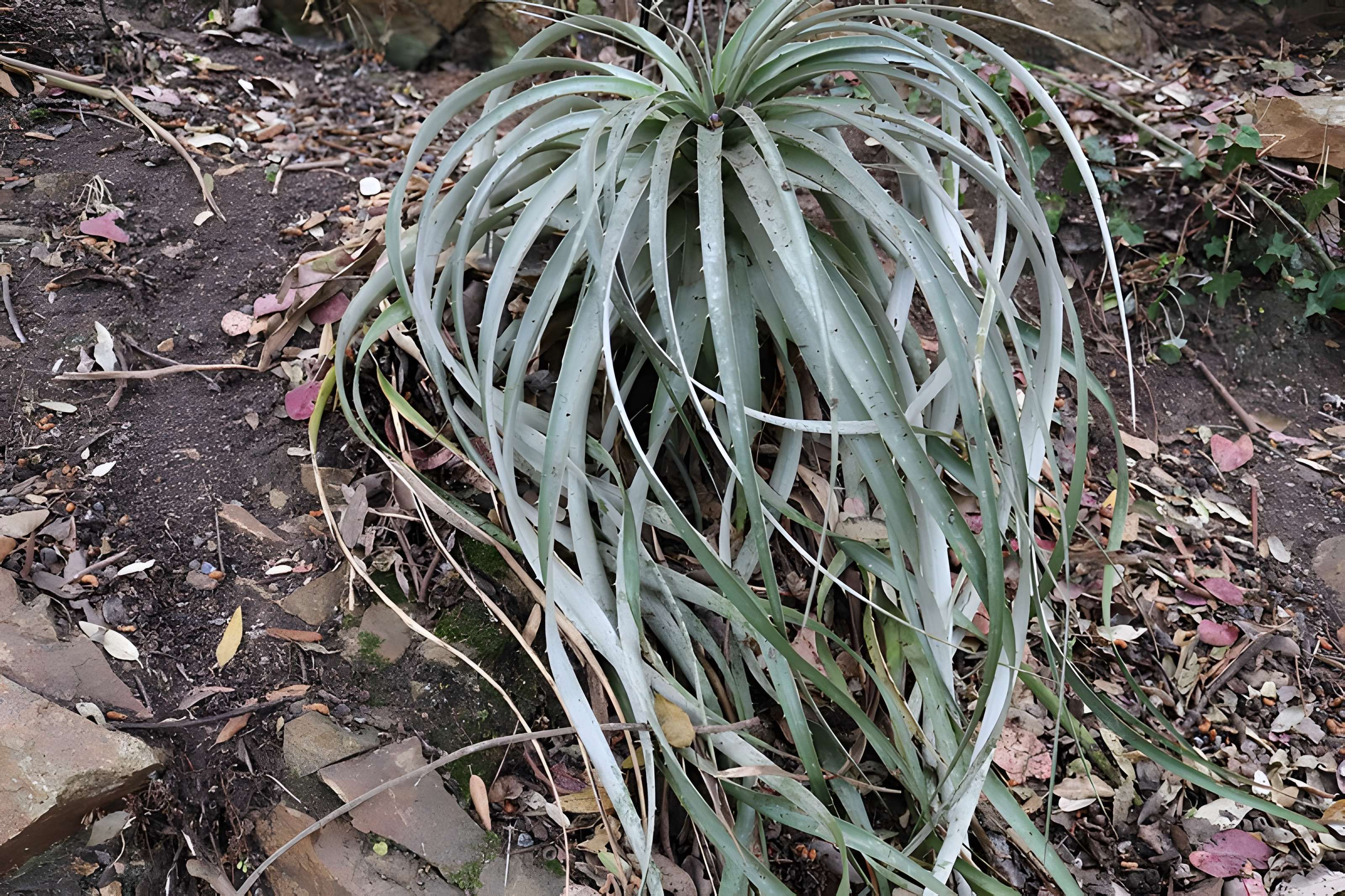 Jardin du Kestellic de Plouguiel