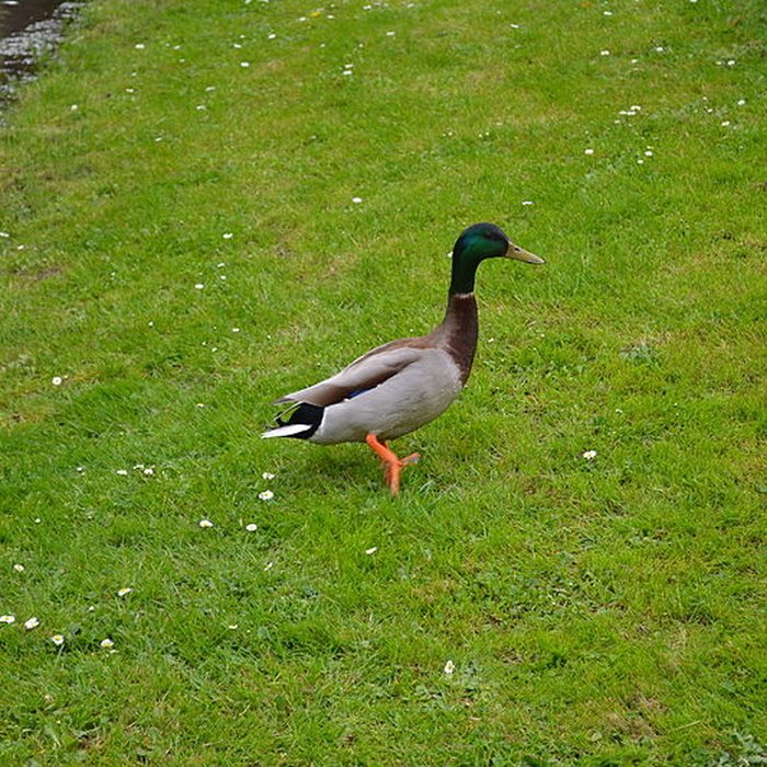Photo de Jardin Massey de Tarbes
