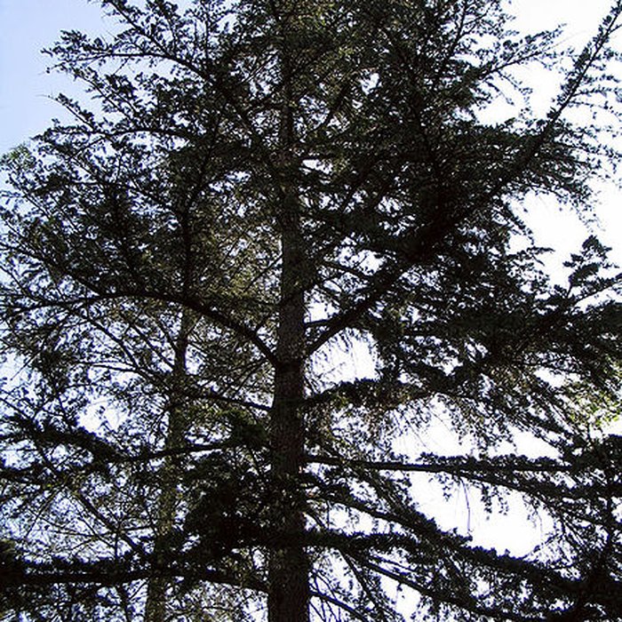 Photo de Jardin Massey de Tarbes