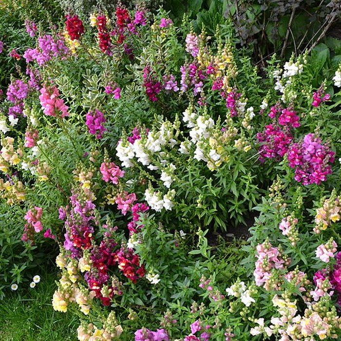 Photo de Jardin Massey de Tarbes